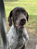 Hardworking Family Dog!