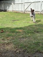 Hardworking Family Dog!