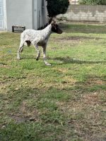 Hardworking Family Dog!