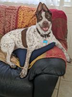 German Shorthaired Pointer Puppies for sale in North Las Vegas, Nevada. price: $600