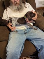 German Shorthaired Pointer Puppies for sale in Kirkland, Illinois. price: $600