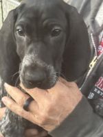 German Shorthaired Pointer Puppies for sale in Kissimmee, Florida. price: $2,000