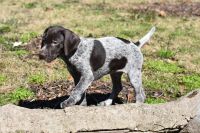 German Shorthaired Pointer Puppies for sale in Hoover, AL, USA. price: $850