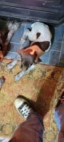 German Shorthaired Pointer Puppies for sale in Fairmont, West Virginia. price: NA