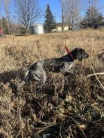 German Shorthaired Pointer Puppies for sale in Ladysmith, Wisconsin. price: $1,500