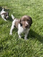 German Shorthaired Pointer Puppies for sale in Melbourne, KY, USA. price: $600