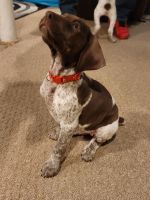 German Shorthaired Pointer Puppies for sale in Lincoln Park, Michigan. price: $750