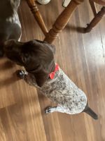 German Shorthaired Pointer Puppies for sale in Rockdale, IL 60436, USA. price: $1,200