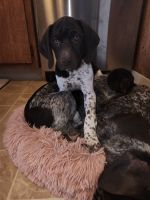 German Shorthaired Pointer Puppies for sale in Titusville, Pennsylvania. price: $700