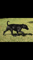 German Shorthaired Pointer Puppies for sale in Boort, Victoria. price: $1,500