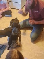 German Shorthaired Pointer Puppies for sale in Titusville, Pennsylvania. price: $700