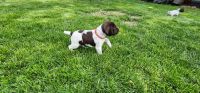 German Shorthaired Pointer Puppies for sale in Kennewick, Washington. price: $1,000