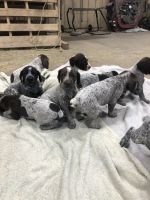 German Shorthaired Pointer Puppies for sale in Balaton, Minnesota. price: $800