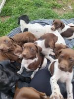 German Shorthaired Pointer Puppies for sale in Elkland, PA 16920, USA. price: $250