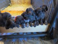 German Shorthaired Pointer Puppies for sale in Hibbing, Minnesota. price: NA