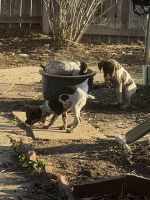 German Shorthaired Pointer Puppies for sale in Longmont, Colorado. price: NA