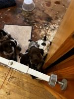 German Shorthaired Pointer Puppies for sale in Longmont, Colorado. price: $300