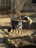 German Shorthaired Pointer Puppies for sale in Longmont, Colorado. price: $200