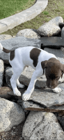 German Shorthaired Pointer Puppies for sale in Bakersfield, California. price: $1,000