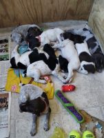 German Shorthaired Pointer Puppies for sale in Davenport, New York. price: $100,000