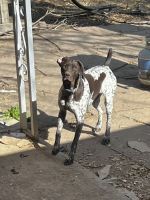 German Shorthaired Pointer Puppies for sale in Longmont, Colorado. price: $100