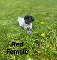 German Shorthaired Pointer Puppies for sale in Johnstown, Ohio. price: $800