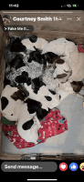 German Shorthaired Pointer Puppies for sale in Johnstown, Ohio. price: $800
