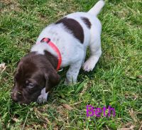 German Shorthaired Pointer Puppies for sale in Ringgold, Georgia. price: $600