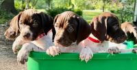 German Shorthaired Pointer Puppies for sale in Lufkin, Texas. price: $600