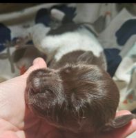 German Shorthaired Pointer Puppies for sale in Jackson, California. price: $1,200