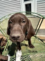 German Shorthaired Pointer Puppies for sale in Sterling, Colorado. price: $900