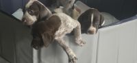German Shorthaired Pointer Puppies for sale in Sheridan, Michigan. price: $800