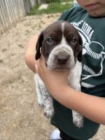 German Shorthaired Pointer Puppies for sale in Torrington, WY 82240, USA. price: $500
