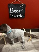 German Shorthaired Pointer Puppies for sale in Plymouth, WI 53073, USA. price: $1,500