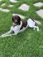 German Shorthaired Pointer Puppies for sale in Auburn Hills, MI, USA. price: NA