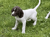 German Shorthaired Pointer Puppies for sale in Downingtown, PA 19335, USA. price: $500