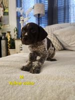 German Shorthaired Pointer Puppies for sale in Columbia, KY 42728, USA. price: NA