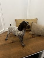 German Shorthaired Pointer Puppies for sale in Cottonwood, CA 96022, USA. price: $300