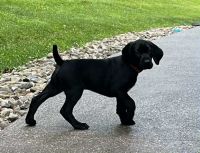 German Shorthaired Pointer Puppies for sale in Waynesburg, PA 15370, USA. price: $800