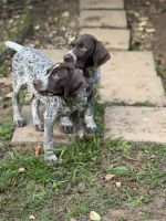German Shorthaired Pointer Puppies for sale in Dawsonville, GA 30534, USA. price: $600