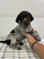 German Shorthaired Pointer Puppies for sale in Blountville, TN 37617, USA. price: NA