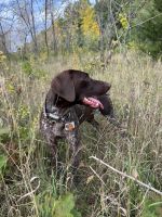 Loving German shorthair pointer