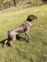 Loving German shorthair pointer