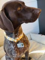 German Shorthaired Pointer Puppies for sale in St Cloud, MN, USA. price: $350
