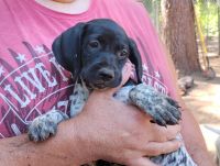 German Shorthaired Pointer Puppies for sale in Westville, FL, USA. price: $700