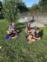 AKC German Shorthair Pointer pups
