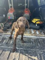 German Shorthaired Pointer Puppies for sale in Chatham, VA 24531, USA. price: $800