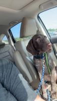 German Shorthaired Pointer Puppies for sale in Raymond, MS 39154, USA. price: $1,200