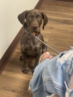 6 month male GSP