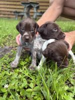 German Shorthaired Pointer Puppies for sale in PT CHARLOTTE, FL 33952, USA. price: $500